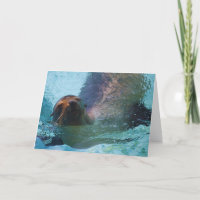 Lion de mer de Californie