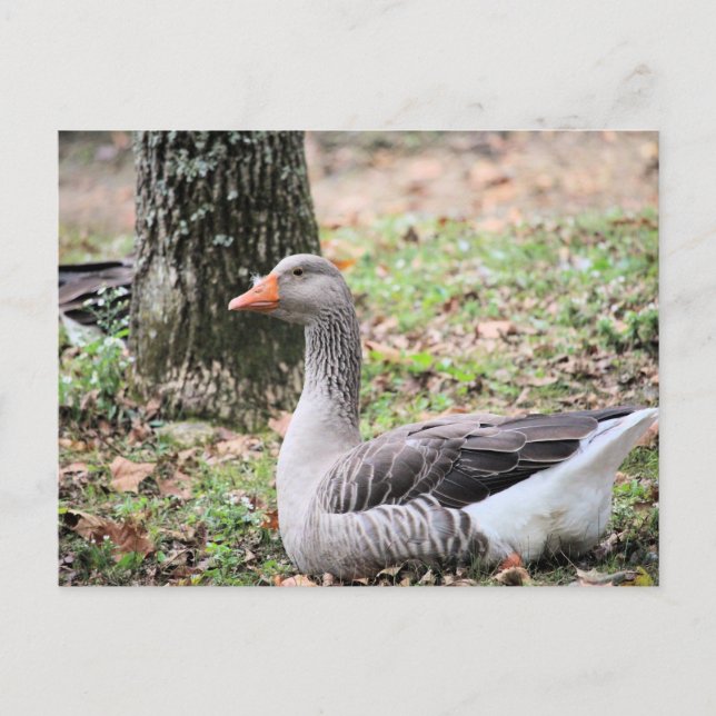 Cartes Pour Fêtes Annuelles Liquide (Devant)