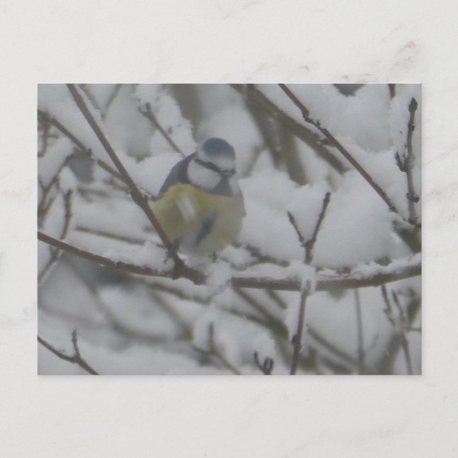 Cartes Pour Fêtes Annuelles Little Colorful Bird in Snow DIY Postcard (Devant)