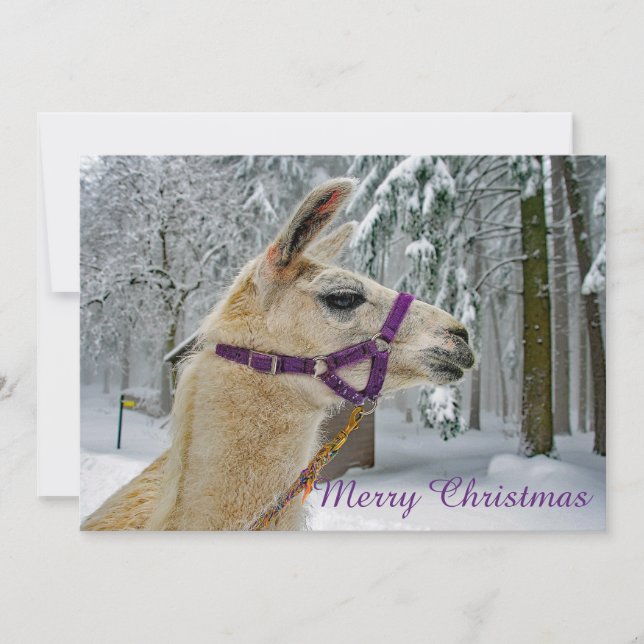 Cartes Pour Fêtes Annuelles Llama Photo Neige Appartement de Noël (Devant)