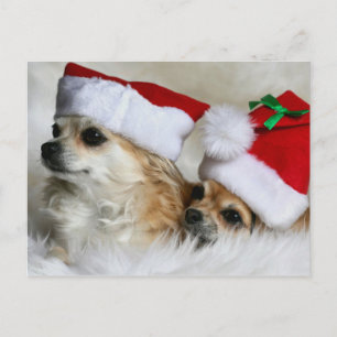 Cartes Pour Fêtes Annuelles Longhair chihuahuas
