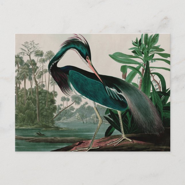Cartes Pour Fêtes Annuelles Louisiane Heron Birds of America Audubon Print (Devant)