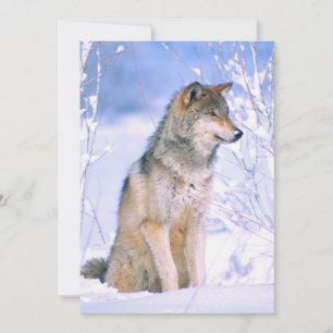 Cartes Pour Fêtes Annuelles Loup de bois assis dans la neige