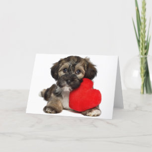 Cartes Pour Fêtes Annuelles Lover Valentine Havanese Puppy Dog