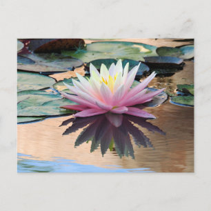 Cartes Pour Fêtes Annuelles Lys d'eau du soleil