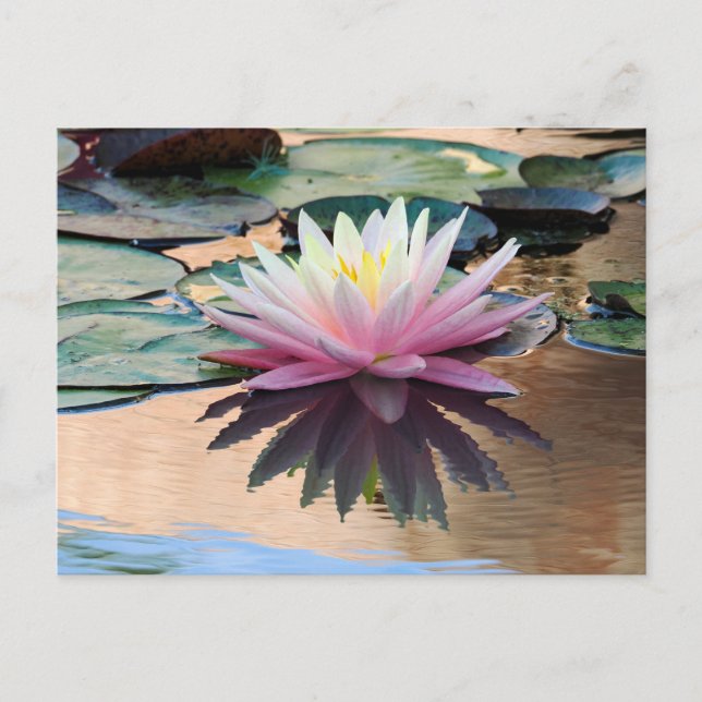 Cartes Pour Fêtes Annuelles Lys d'eau du soleil (Devant)