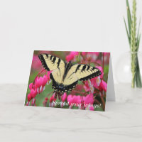 Machaon oriental