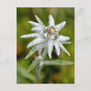 Cartes Pour Fêtes Annuelles Macro de fleur edelweiss