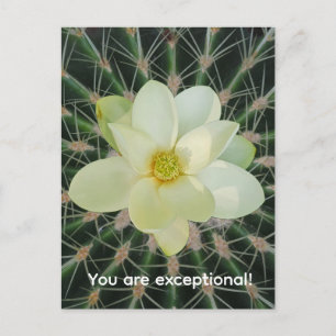 Cartes Pour Fêtes Annuelles Magnolia sweetbay