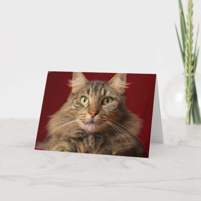 Cartes Pour Fêtes Annuelles Maine Coon pour Noël avec collectionneur (Devant)