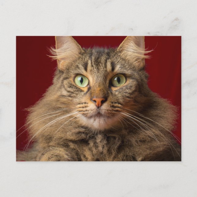 Cartes Pour Fêtes Annuelles Maine Coon pour Noël avec collectionneur (Devant)