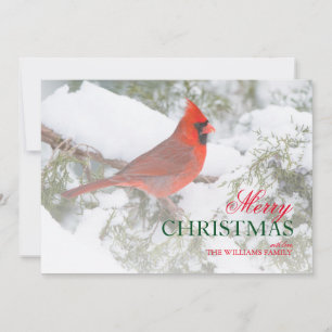 Cartes Pour Fêtes Annuelles Mâle cardinal du nord d'angle latéral dans l'arb