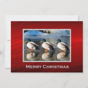 Cartes Pour Fêtes Annuelles Mallard Canards Glace Photo Christmas Flat