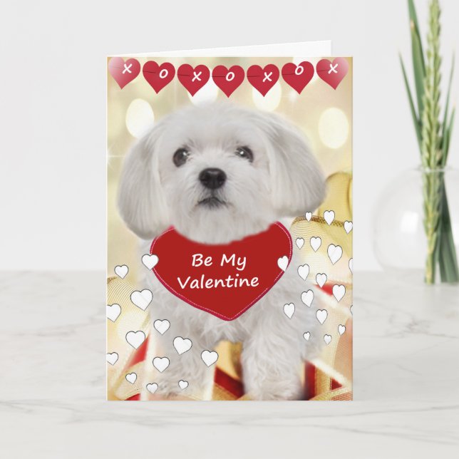 Cartes Pour Fêtes Annuelles Maltese Be My Valentine Cards (Devant)