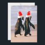 Cartes Pour Fêtes Annuelles Manchots avec des chapeaux de Père Noël sur la pla<br><div class="desc">Manchots africains (Spheniscus Demersus) marchant 'main dans la main' près du Cap,  en Afrique du Sud. Portant des chapeaux de Père Noël. | Stuart Westmorland / superstock.com | AF42 SWR0014</div>