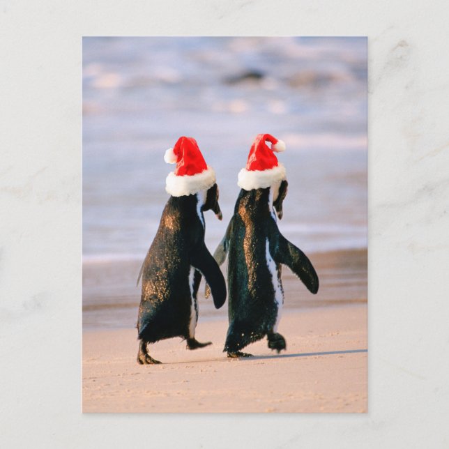 Cartes Pour Fêtes Annuelles Manchots en bonnets de Père Noël sur la plage (Devant)