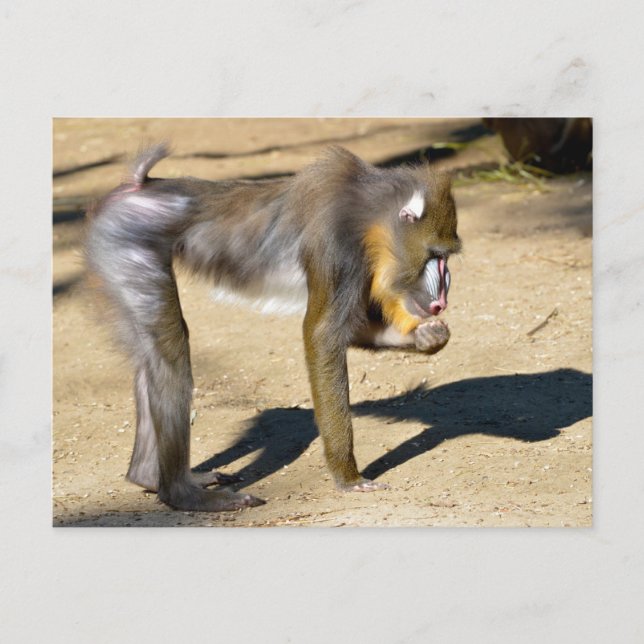 Cartes Pour Fêtes Annuelles Mandrill debout sur terre (Devant)