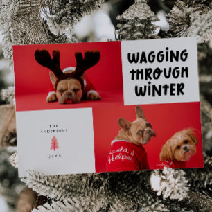 Cartes Pour Fêtes Annuelles Marche à travers l'hiver White Pet Photo