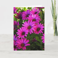 Marguerite africaine violette