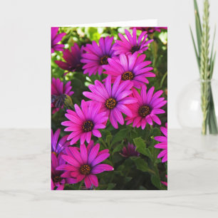 Cartes Pour Fêtes Annuelles Marguerite africaine violette