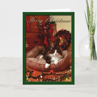 Cartes Pour Fêtes Annuelles Mariez Noël, Noël, chat