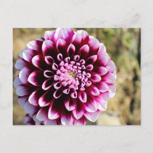 Cartes Pour Fêtes Annuelles Maroon Dahlia