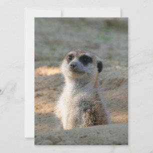 Cartes Pour Fêtes Annuelles Meerkat 004