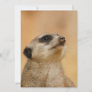 Cartes Pour Fêtes Annuelles Meerkat 011