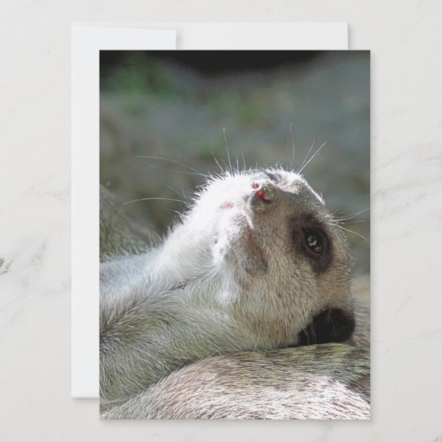 Cartes Pour Fêtes Annuelles Meerkat 024 (Devant)