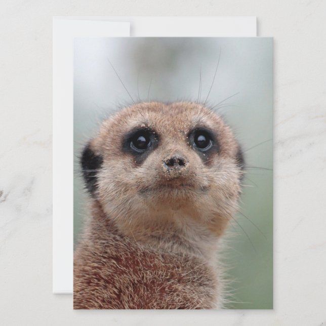 Cartes Pour Fêtes Annuelles Meerkat 036 (Devant)