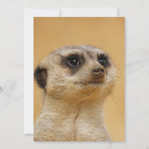 Cartes Pour Fêtes Annuelles Meerkat 037