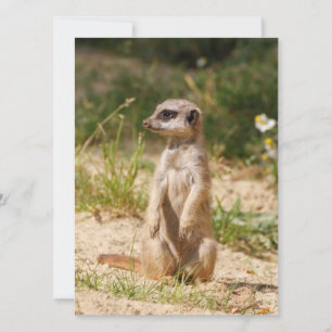 Cartes Pour Fêtes Annuelles Meerkat 038