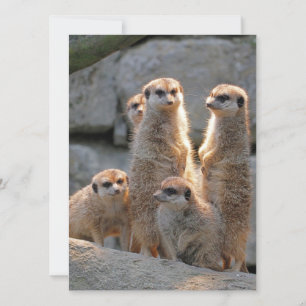 Cartes Pour Fêtes Annuelles Meerkat 110
