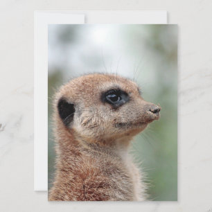 Cartes Pour Fêtes Annuelles Meerkat 180