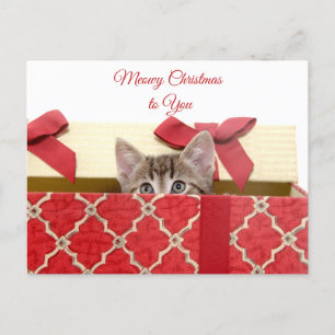 Cartes Pour Fêtes Annuelles Meowe Noël à vous mignonne Kitten dans boîte cadea