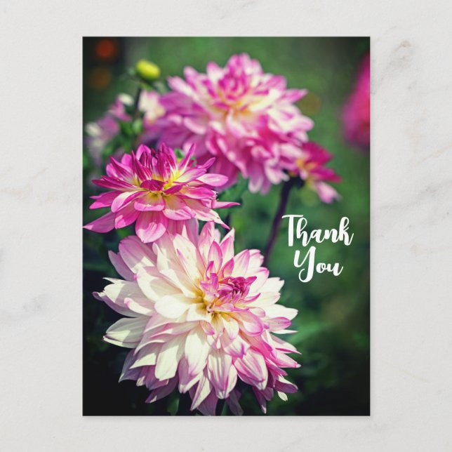 Cartes Pour Fêtes Annuelles Merci de fleur Dahlia rose et blanc (Devant)