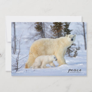 Cartes Pour Fêtes Annuelles Mère et petite fille d'ours polaires dans la toun
