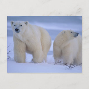 Cartes Pour Fêtes Annuelles Mère Ours Polaire avec Cub dans la neige
