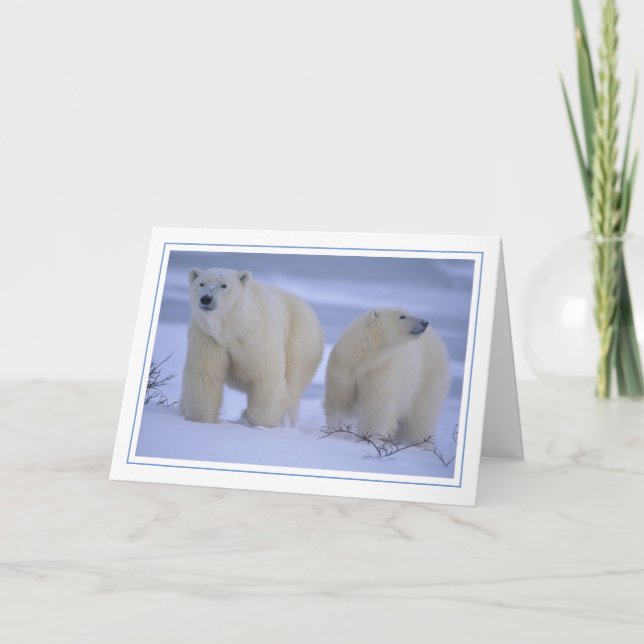 Cartes Pour Fêtes Annuelles Mère Ours Polaire avec Cub dans la neige (Devant)