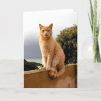 Merlin sur le mur du jardin