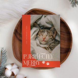Cartes Pour Fêtes Annuelles Merry Cat Photo Rouge Noël