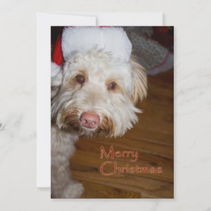 Cartes Pour Fêtes Annuelles Merry Christmas A Labradoodle with a Santa hat on