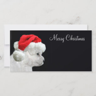 Cartes Pour Fêtes Annuelles Merry Christmas Bichon Frise