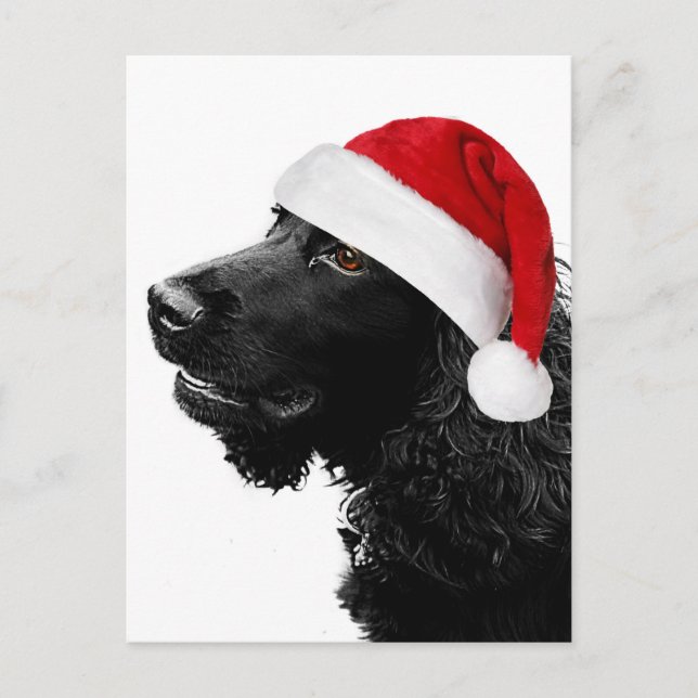 Cartes Pour Fêtes Annuelles Merry Christmas Cocker (Devant)