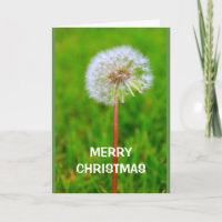 Merry Christmas Hope C'est DANDE Et je ne suis pas