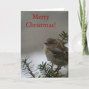 Cartes Pour Fêtes Annuelles Merry Christmas Sparrow ! avec les écritures