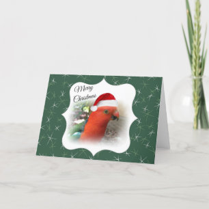 Cartes Pour Fêtes Annuelles Message australien de Noël - Rosella indigène