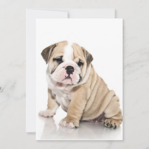 Cartes Pour Fêtes Annuelles Mignonne Chien-taupe Chien Triste