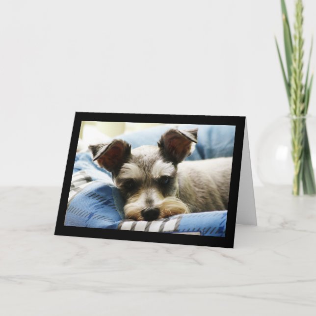 Cartes Pour Fêtes Annuelles Mini Schnauzer (Devant)