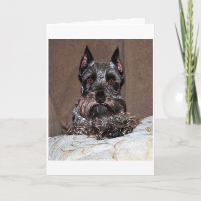 Cartes Pour Fêtes Annuelles mini schnauzer 2 (Devant)